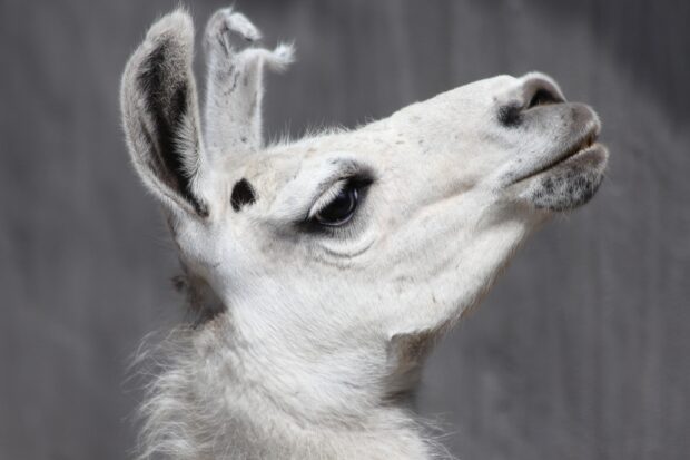 Close up of a lama head with detailed fur and calm expression