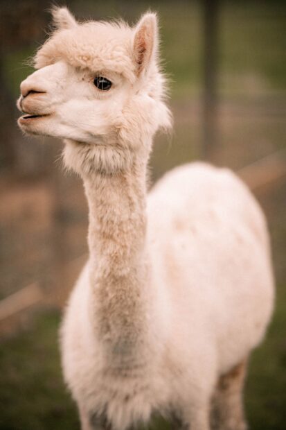 Close up of lama with soft fur in natural green background