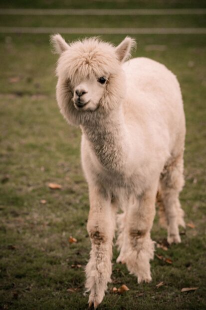 A fluffy lama walking on green grass in a natural setting