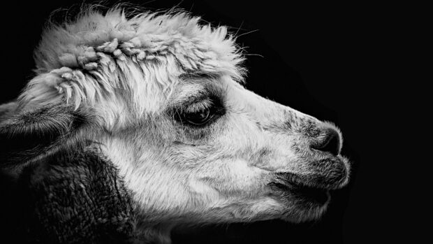 Close up of a lama with detailed fur and facial features in black and white