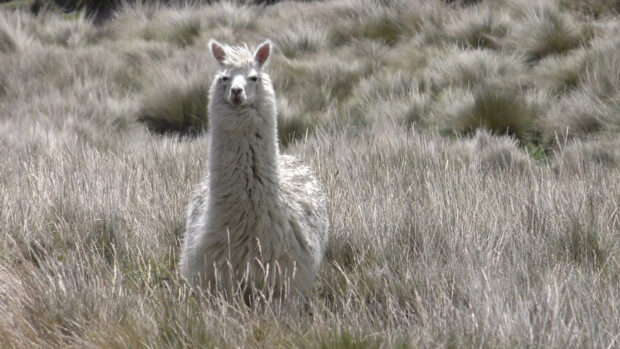 A llama standing in tall grass resting in the open field on a cloudy day