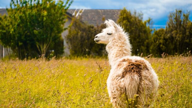 A fluffy lama standing in a field of tall grass near trees and houses