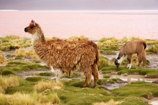 A lama standing on green grass near a lake with another lama grazing in the background