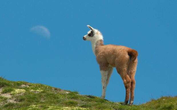 A young lama standing on grassy hill under a clear blue sky with a faint moon visible