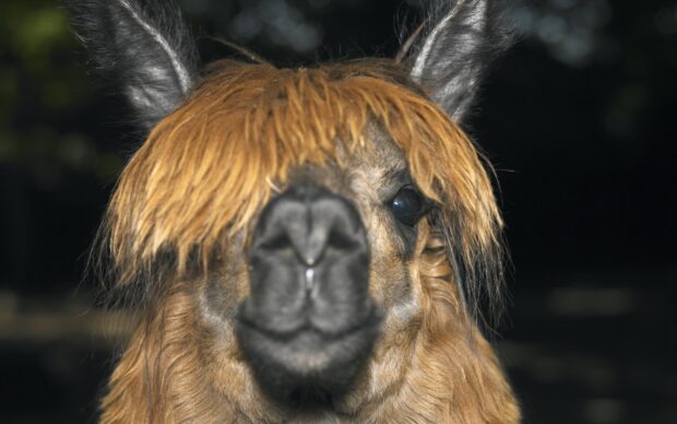 Close up of lama with long orange hair covering eyes