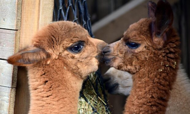 Two lama animals gently touching noses in a close up view