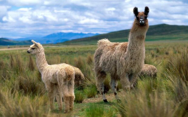 Two lama standing in the grassy field with mountains in the background