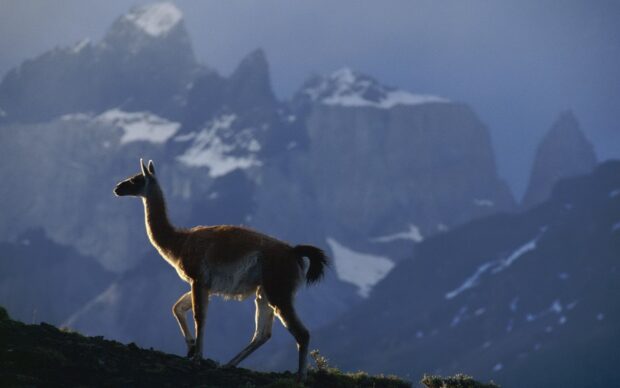 A lama standing on a hillside with mountainous landscape in the background