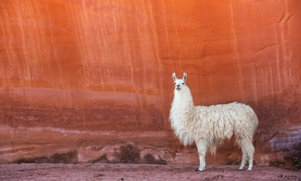 White lama standing in front of a large red rock wall in a desert setting