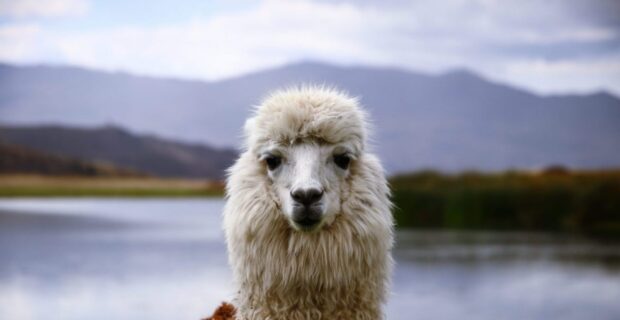 Close up of lama standing near a lake with mountains in the background