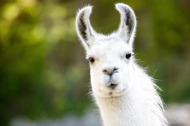 Close up of llama facing the camera in a green natural setting