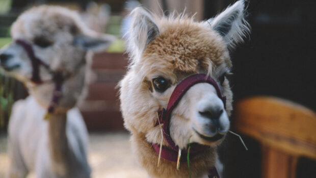 A close up of a lama with a halter eating grass outdoors
