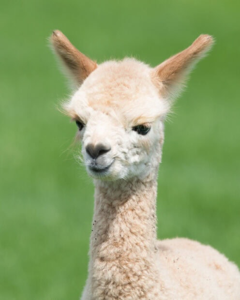 Close up of a young lama with soft fur and pointed ears on a green background