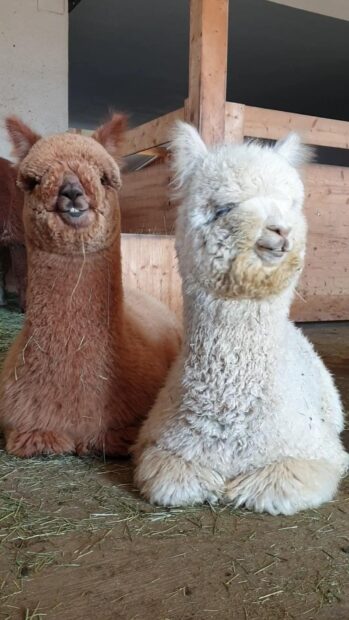 Two adorable lama animals resting inside a wooden barn with hay on the ground