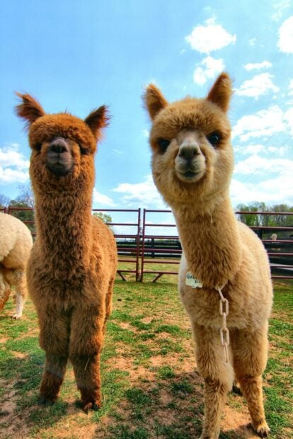 Two lama animals standing on green grass under a bright blue sky with clouds