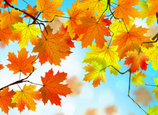 Bright colorful autumn leaves on branches against a blue sky background