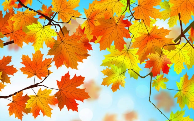 Bright colorful autumn leaves on branches against a blue sky background