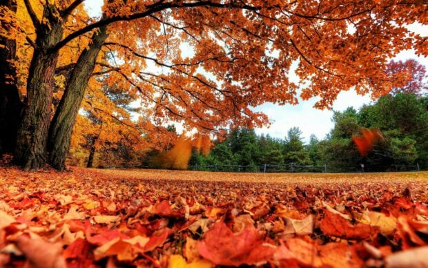 Vibrant autumn leaves covering the ground and trees in a peaceful forest setting