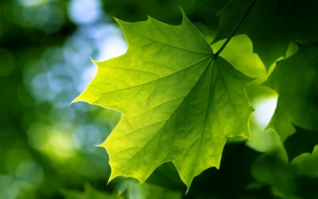 Close up of a green leaf with visible veins in natural sunlight