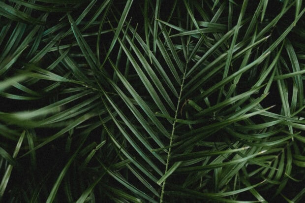 Dark green palm leaves creating a dense natural pattern