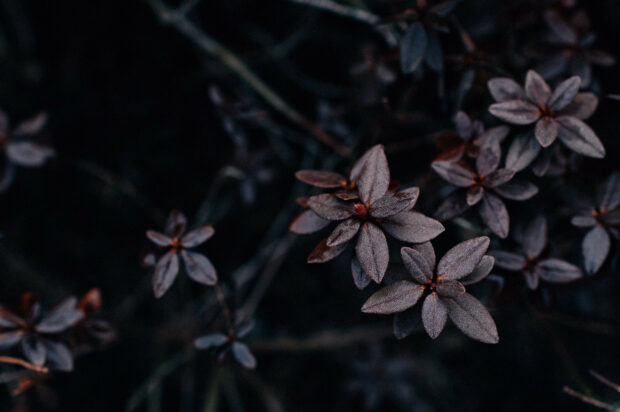 Dark purple leaves close up with visible texture and dew drops on the surface
