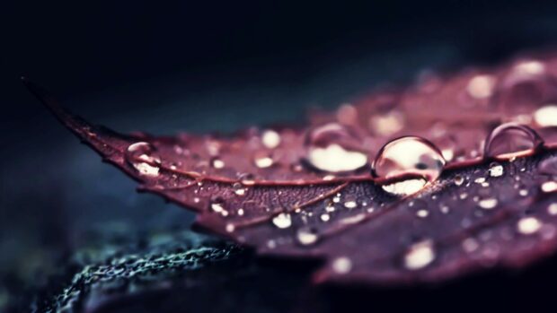 A close up of a leaf with water droplets highlighting delicate leaf details