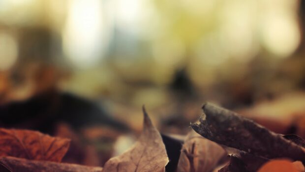 Dry leaves lay on the ground in a soft focused autumn scene with warm light