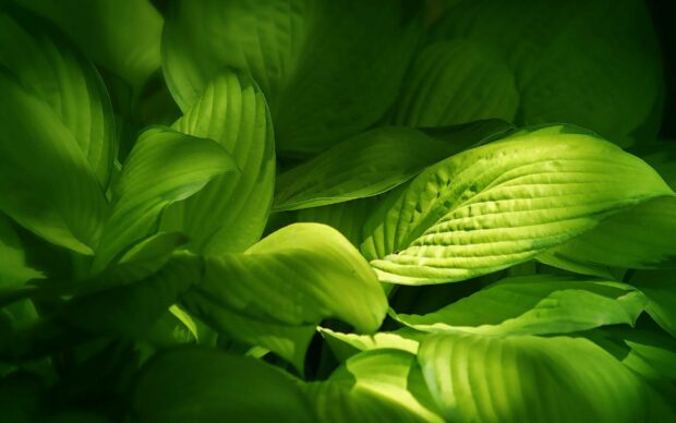 Leaves Wallpaper 2K Desktop Lush green leaves illuminated by sunlight showcasing detailed veins and textures