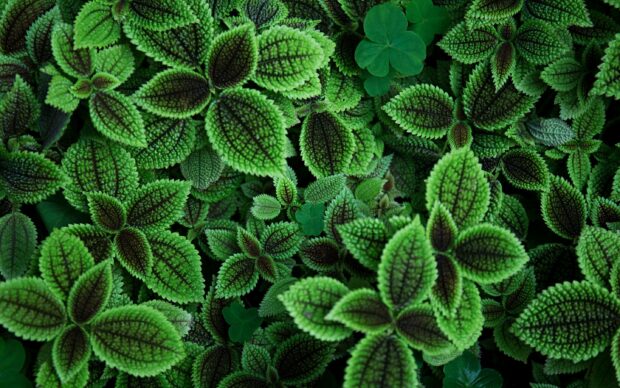 Green textured leaves with intricate patterns covering the surface in a natural arrangement