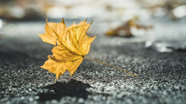 A dry leaf resting on the textured ground under soft sunlight