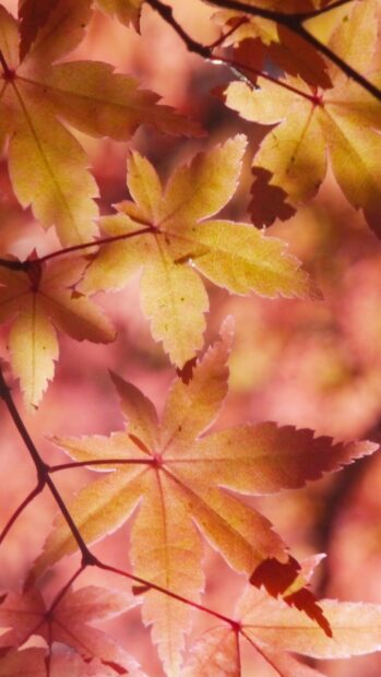 Close up of autumn leaves with warm colors and detailed veins on branches