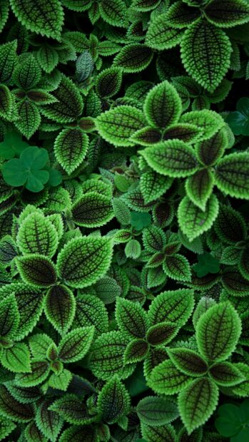 Close up of green leaves with intricate textures and patterns on a dark background