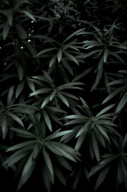 Dark green leaves with elongated shapes creating a dense natural pattern