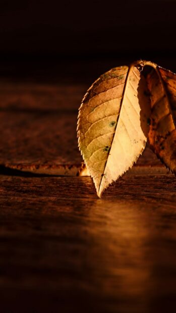 A close up of a dried leaf showing detailed veins and texture on a wooden surface