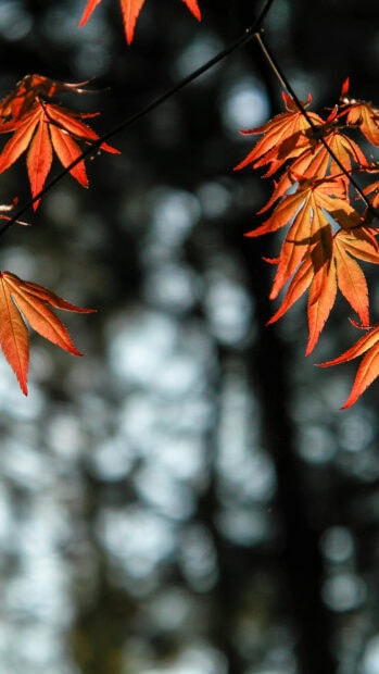 Red leaves hanging delicately with blurred forest light in the background