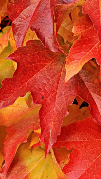 Vibrant red leaves showing detailed texture and autumn leaves