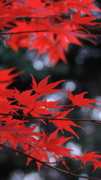 Bright red leaves in autumn beautifully covering tree branches
