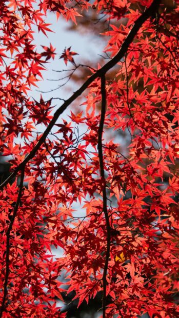 Bright red autumn leaves on tree branches in natural sunlight