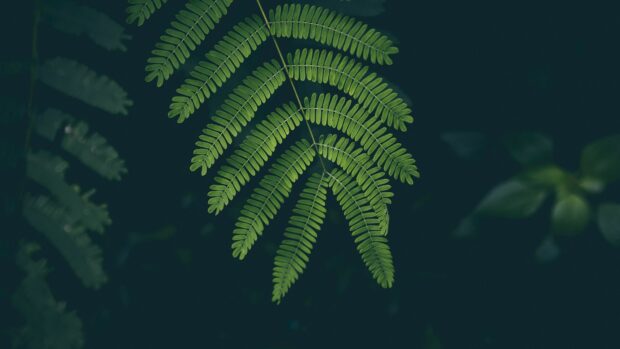 A close up view of green fern leaves hanging delicately against a dark background