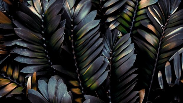 Dark tropical leaves overlapping each other with detailed texture and a moody atmosphere