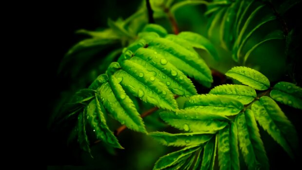 Fresh leaves with water droplets in vibrant green color on a dark background