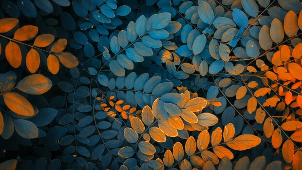 Blue and orange leaves creating a vibrant natural pattern