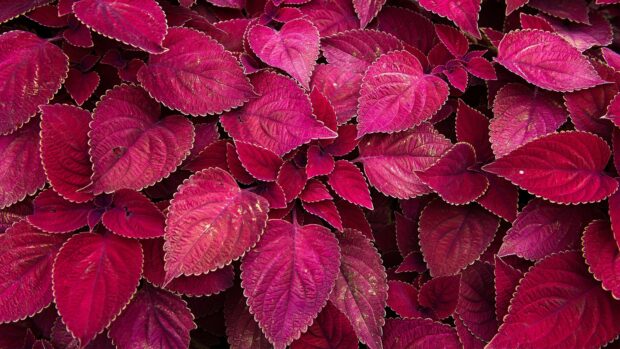 Bright pink coleus leaves with intricate veins and golden edges covering the ground