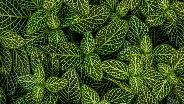 Close up of green leaves with detailed white veins pattern