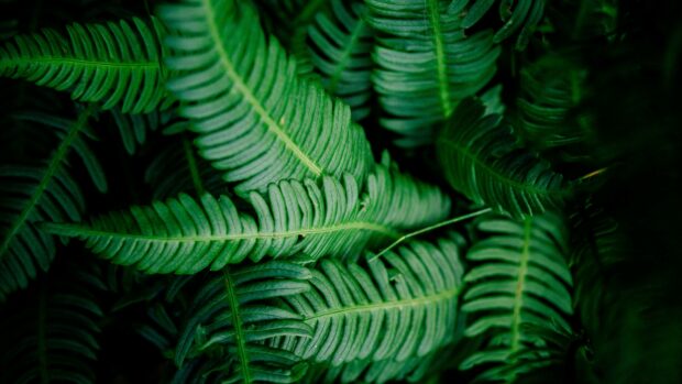 Close up of vibrant green leaves showing detailed texture and natural growth patterns
