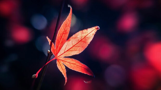 A close up of a red leaf with detailed veins against a blurred dark background