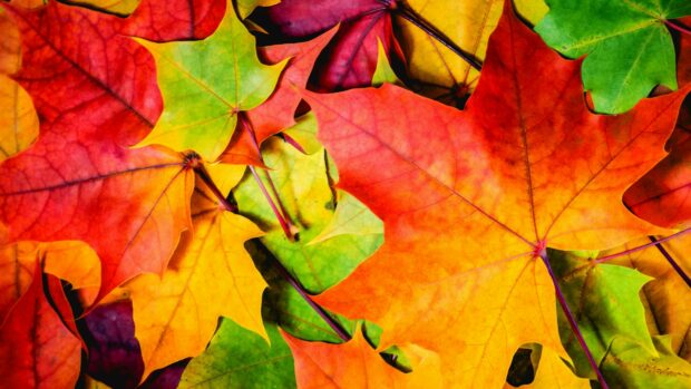 Colorful maple leaves showing vibrant shades of green red orange and yellow in autumn