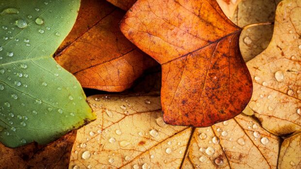 Close up of leaves with detailed veins and water droplets showing natural colors