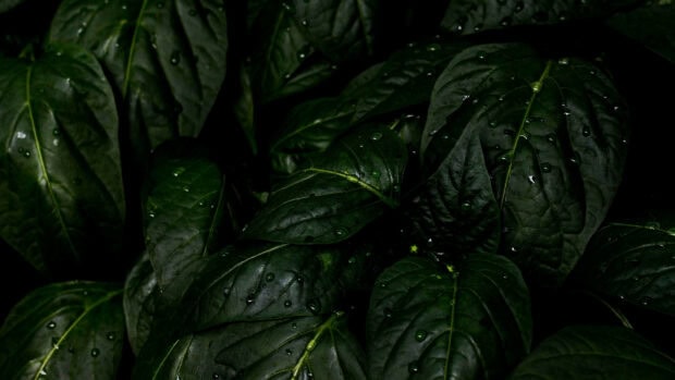 Dark green leaves with water droplets on the surface in a close up view