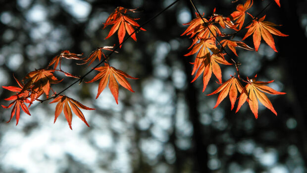 Red autumn leaves on tree branches during the fall season